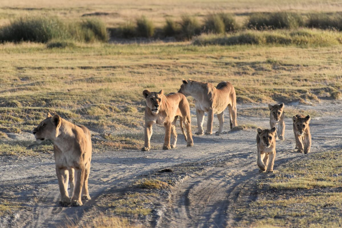 Umgebung der Serengeti Serena Safari Lodge