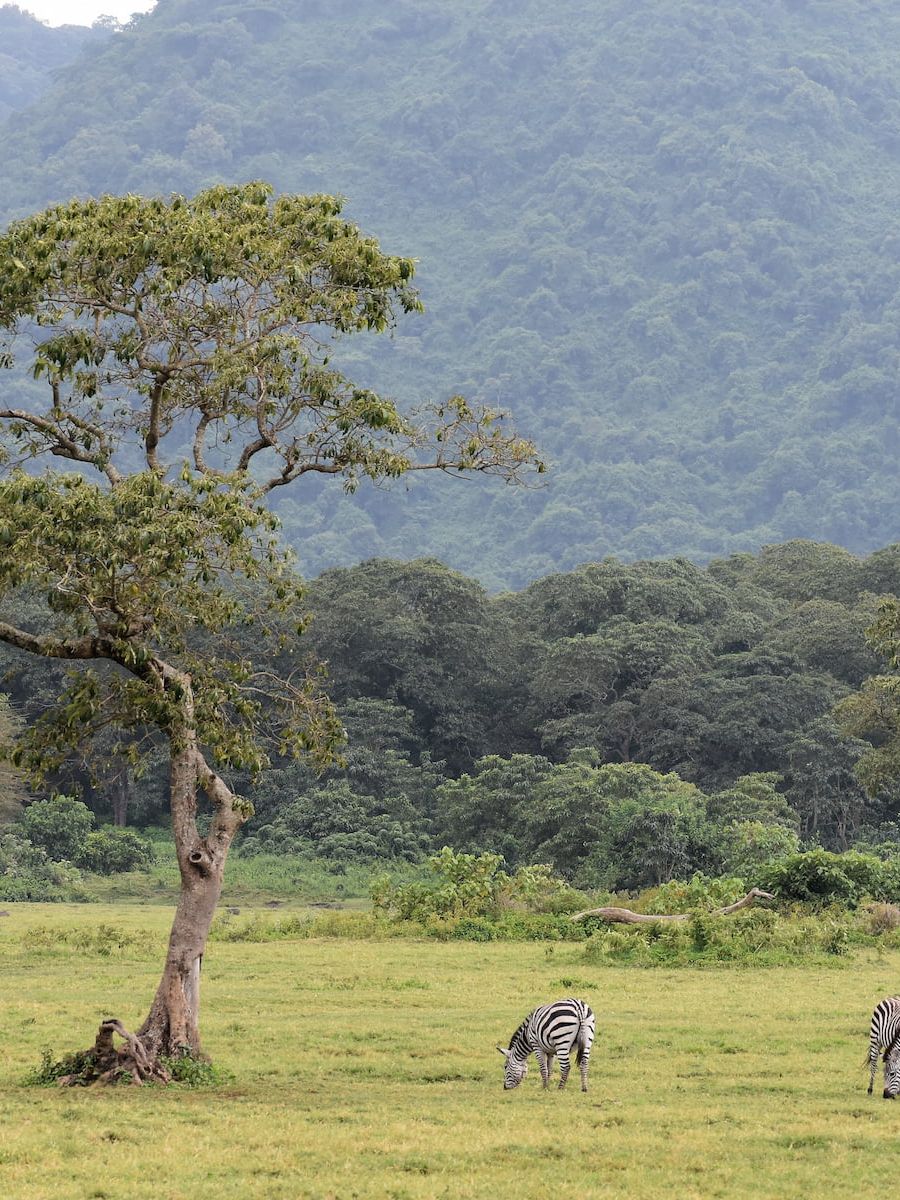 Ngurdoto-Krater, Momela Lakes und Mount Meru