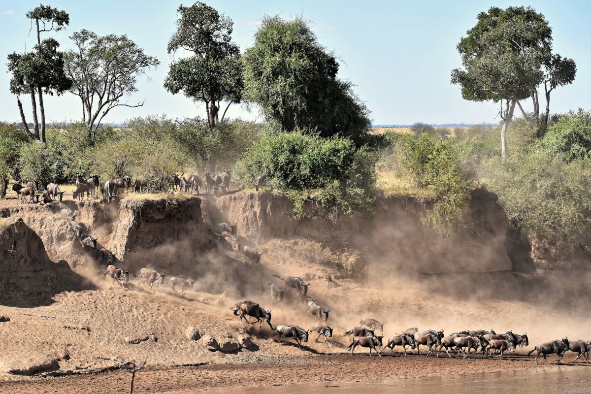 Tierherde in den Steppen der Serengeti