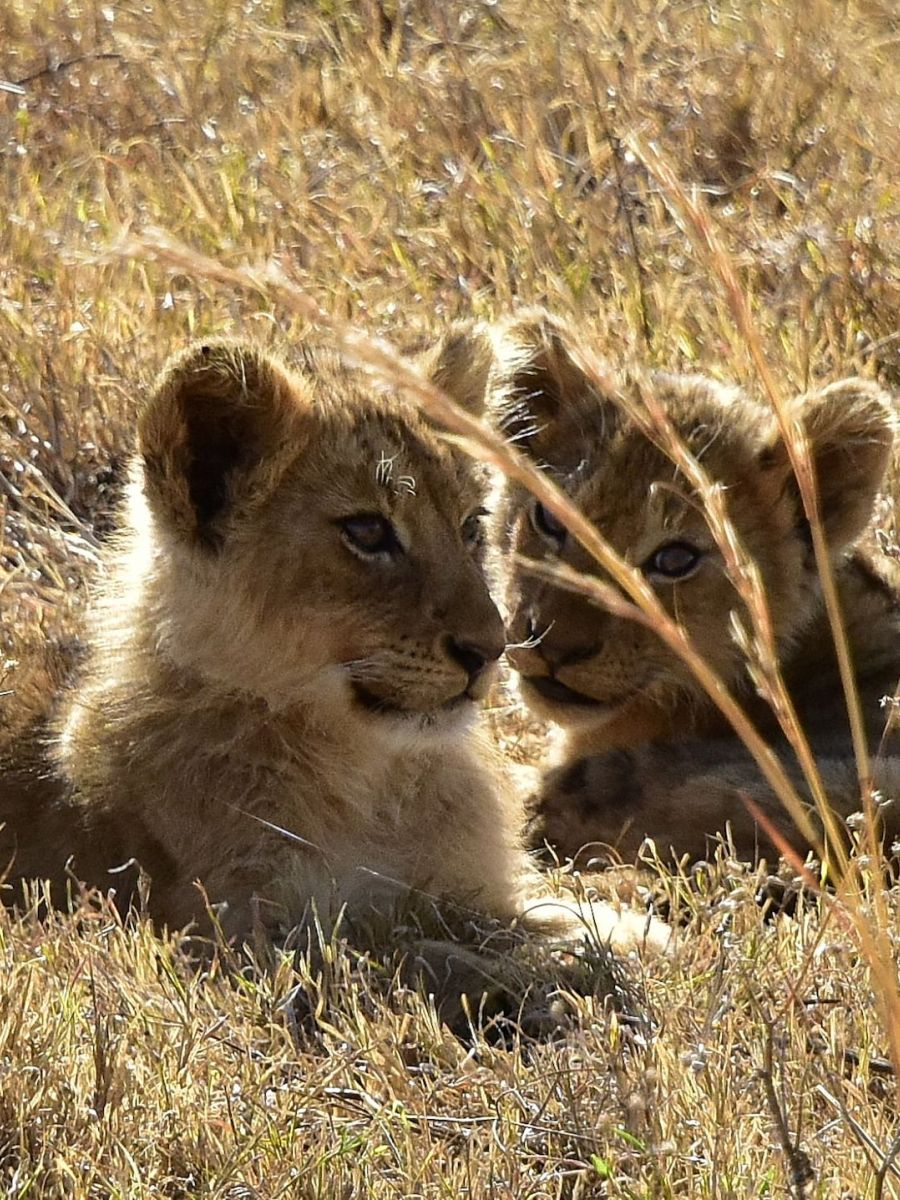 Löwenbabys in der Serengeti Tansanias
