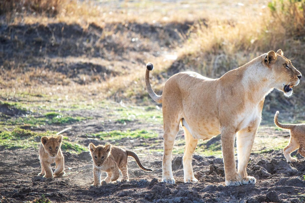 Junge Löwen mit Mutter im Saadani Nationalpark