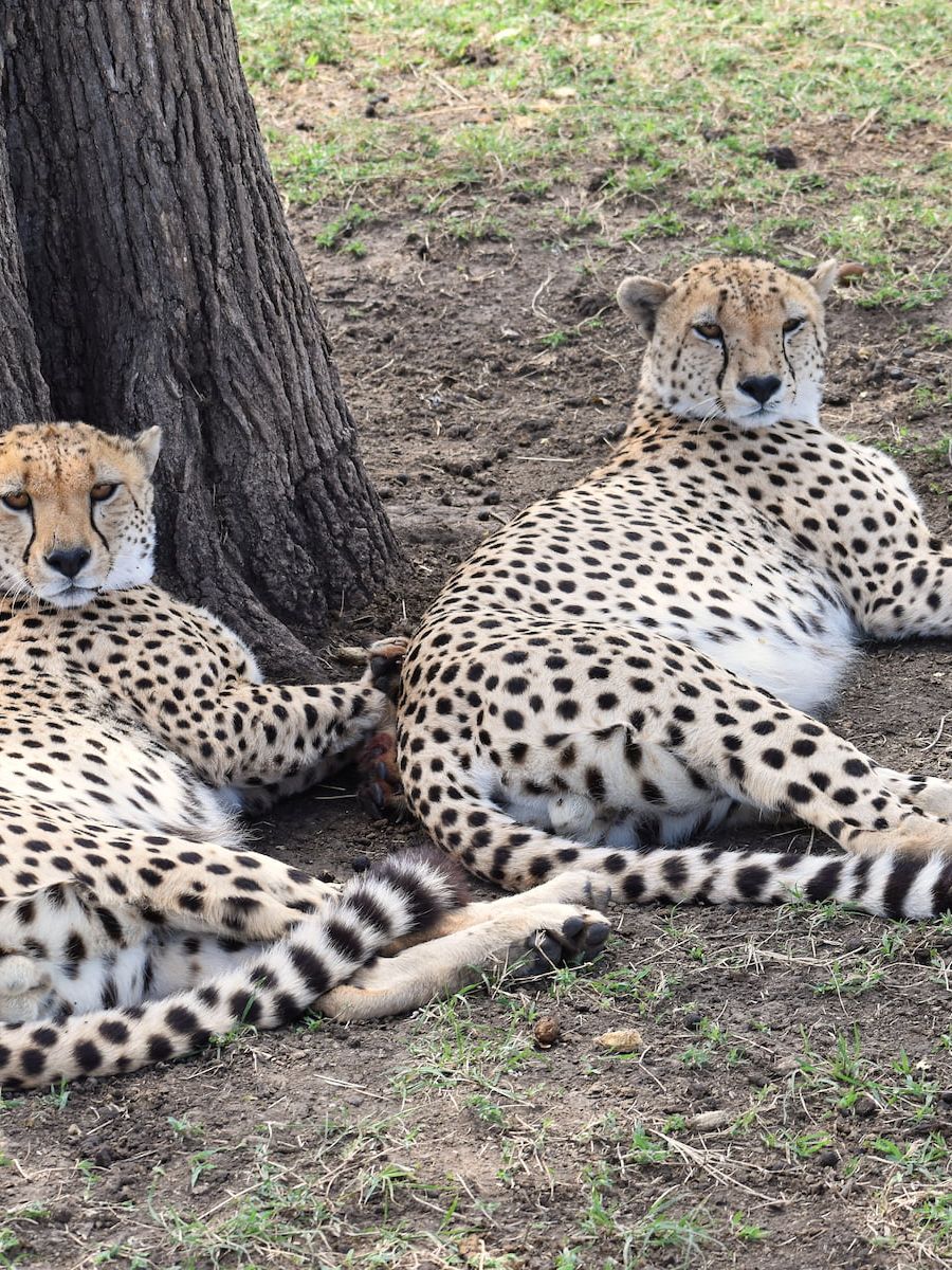 Geparden in der Serengeti Tansanias