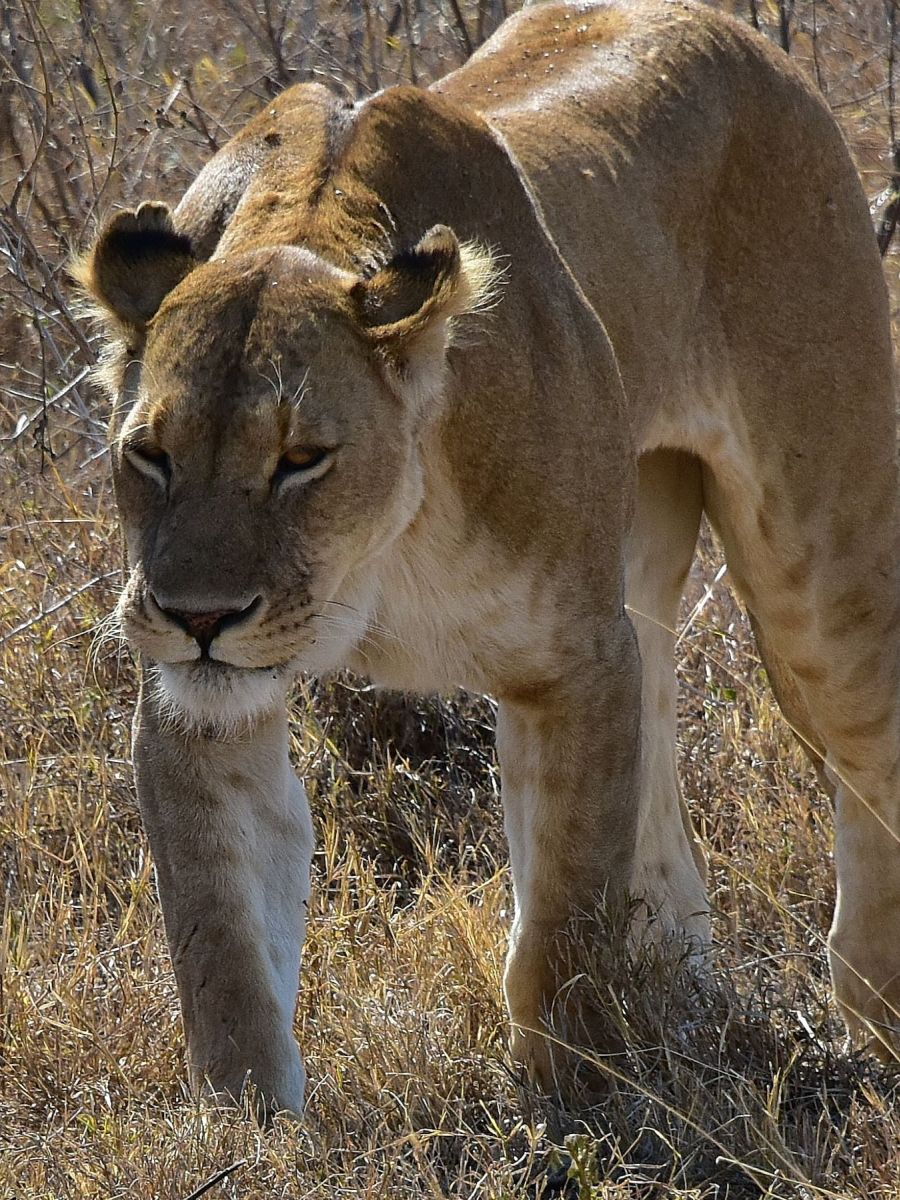 Löwin in der Serengeti Tansanias