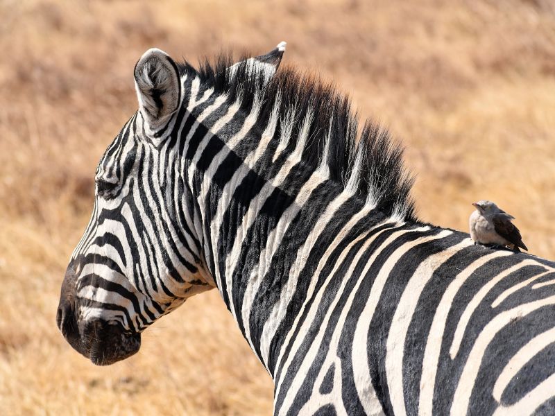 Zebra im Ngorongoro Nationalpark Tansanias
