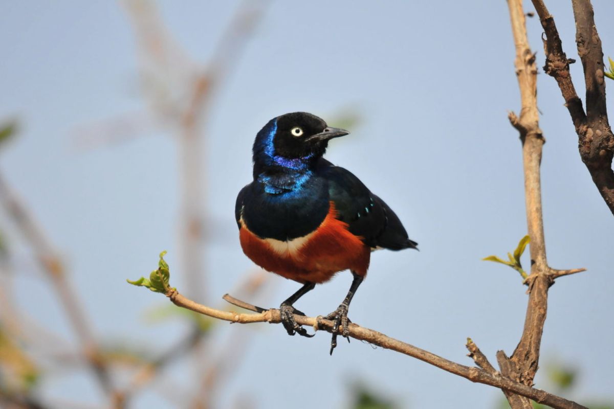 Vogelparadies Lake Manyara Nationalpark