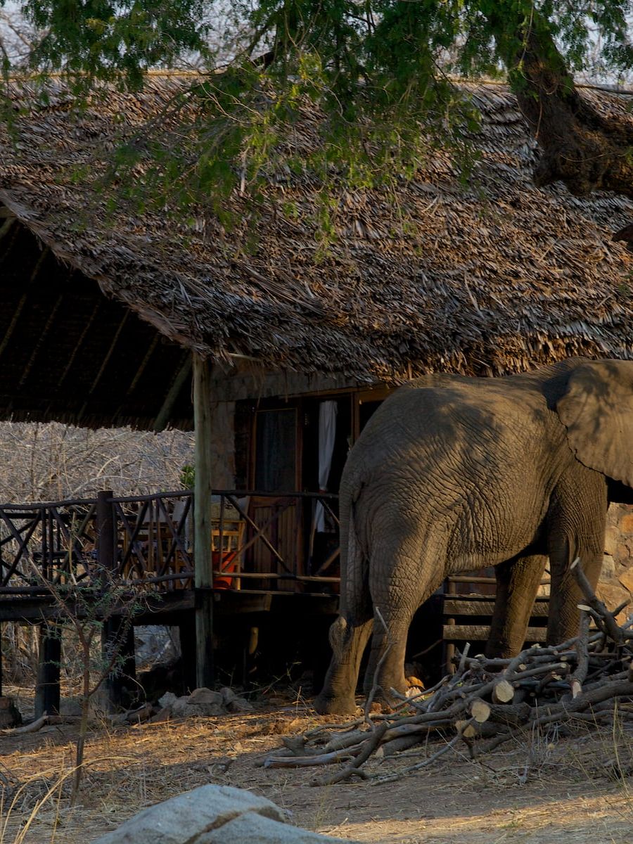 Elefanten bei der Ruaha River Lodge