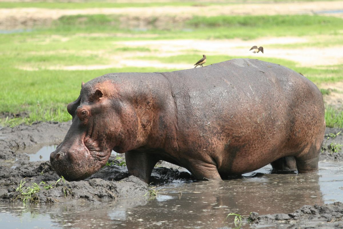 Spektakuläre Flusspferde