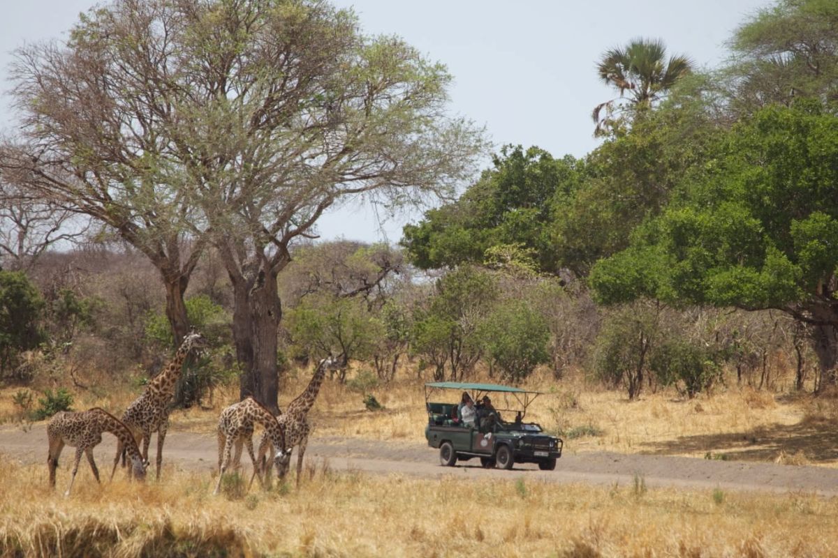 Ruaha River Lodge