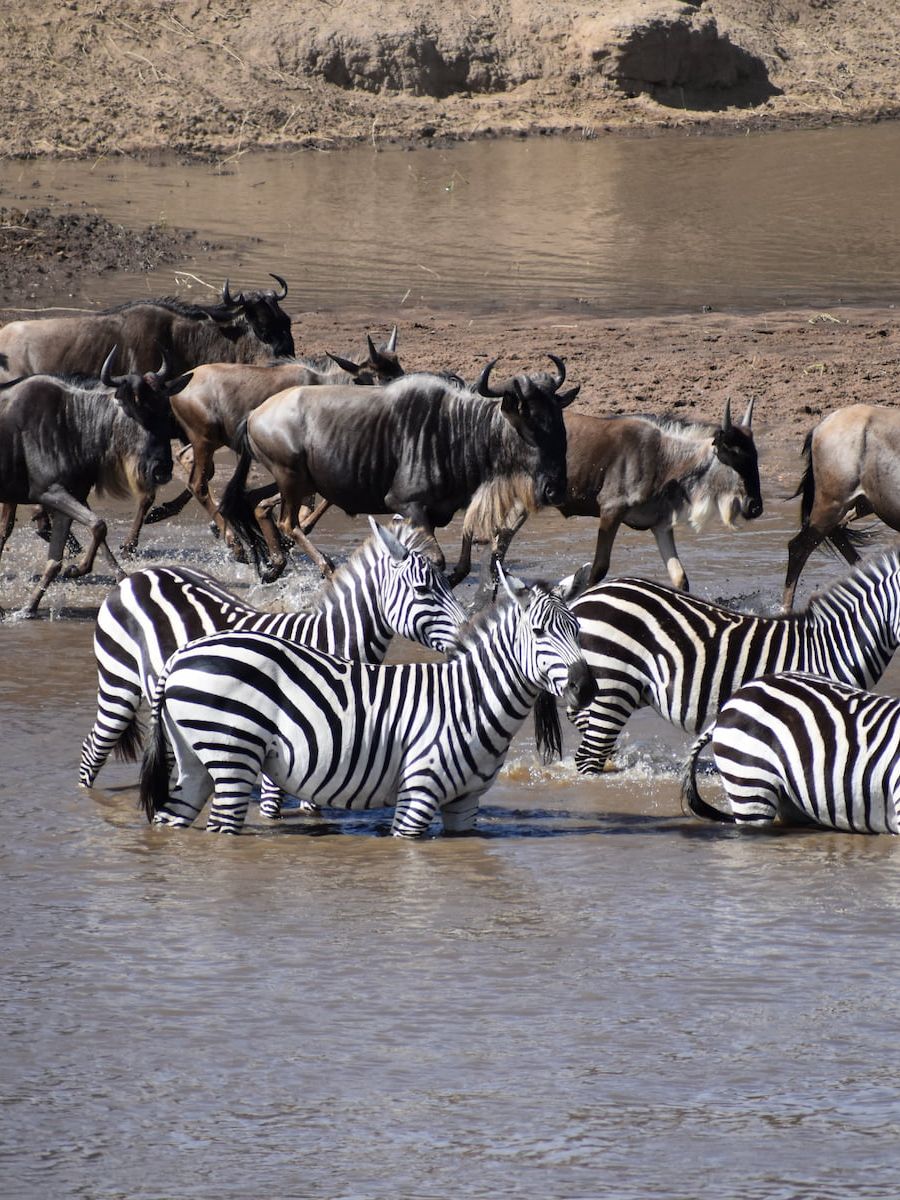 Zebras und Gnus in der Serengeti Tansanias