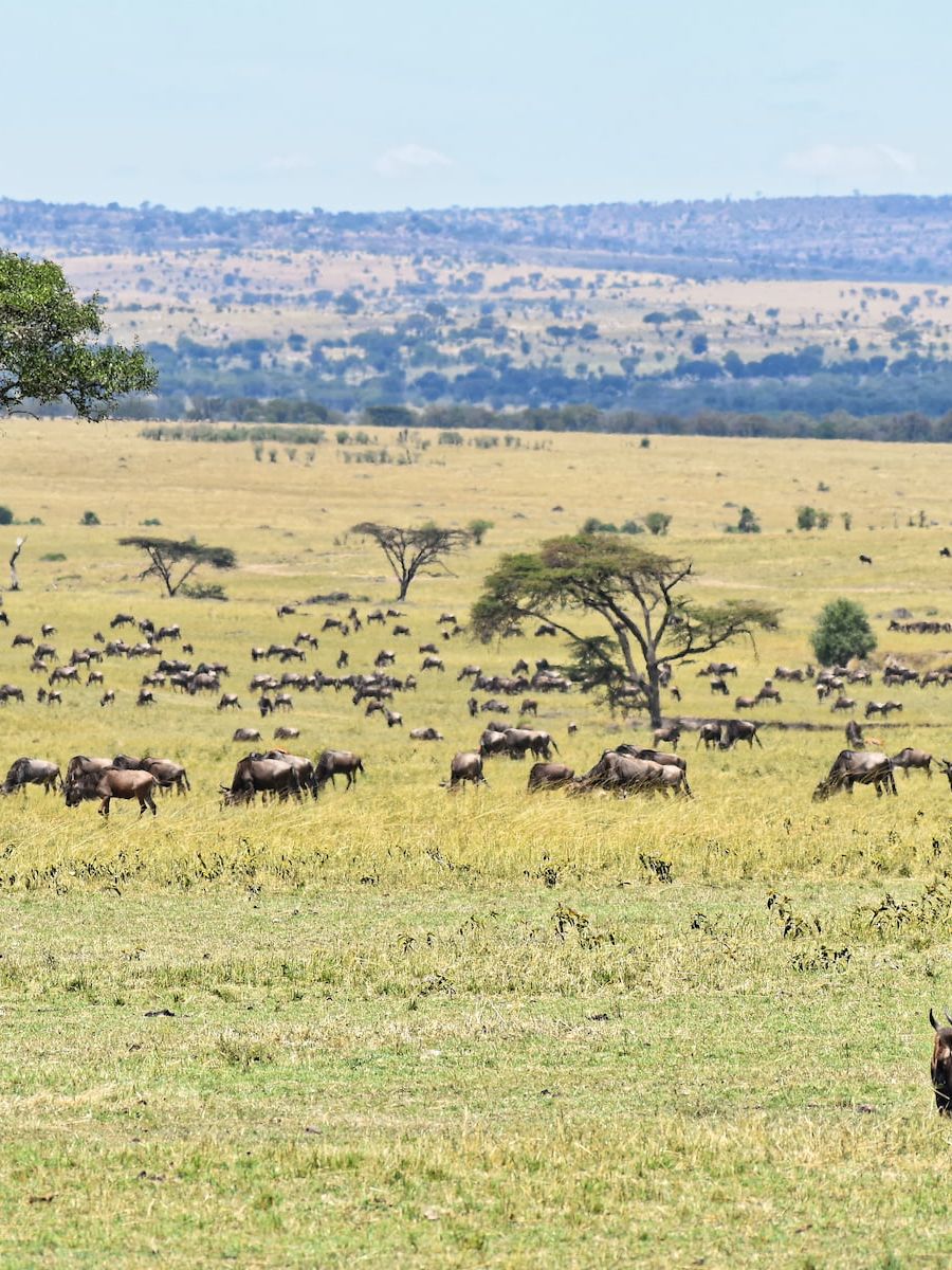 Tierherden in der Serengeti Tansanias