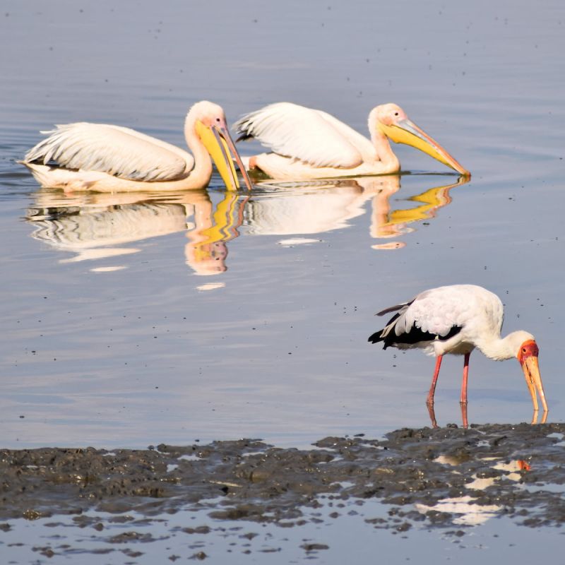 Lake Manyara Nationalpark