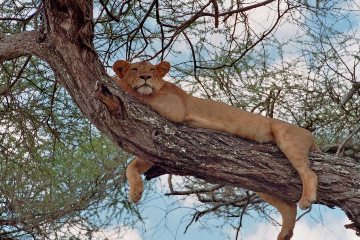 Löwe im Lake Manyara Nationalpark