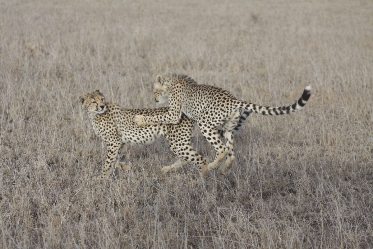 Zwei Geparden in der Serengeti