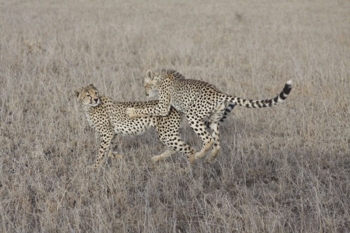 Zwei Geparden in der Serengeti