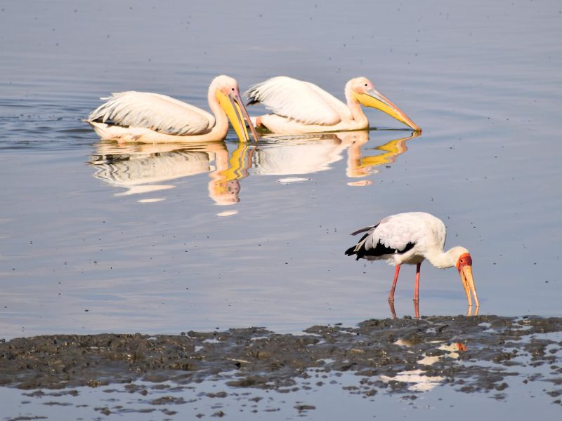 Lake Manyara Nationalpark