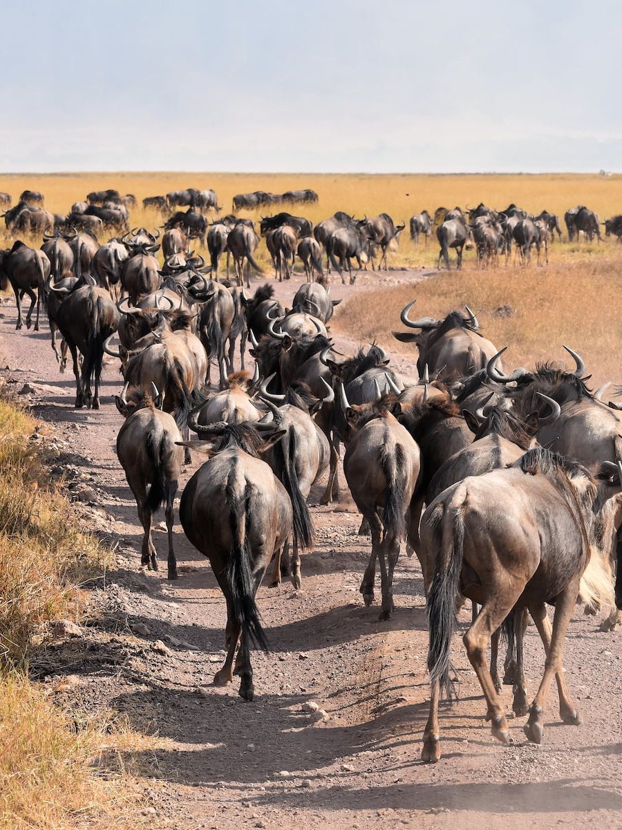 Gnuherde in der Serengeti Tansanias