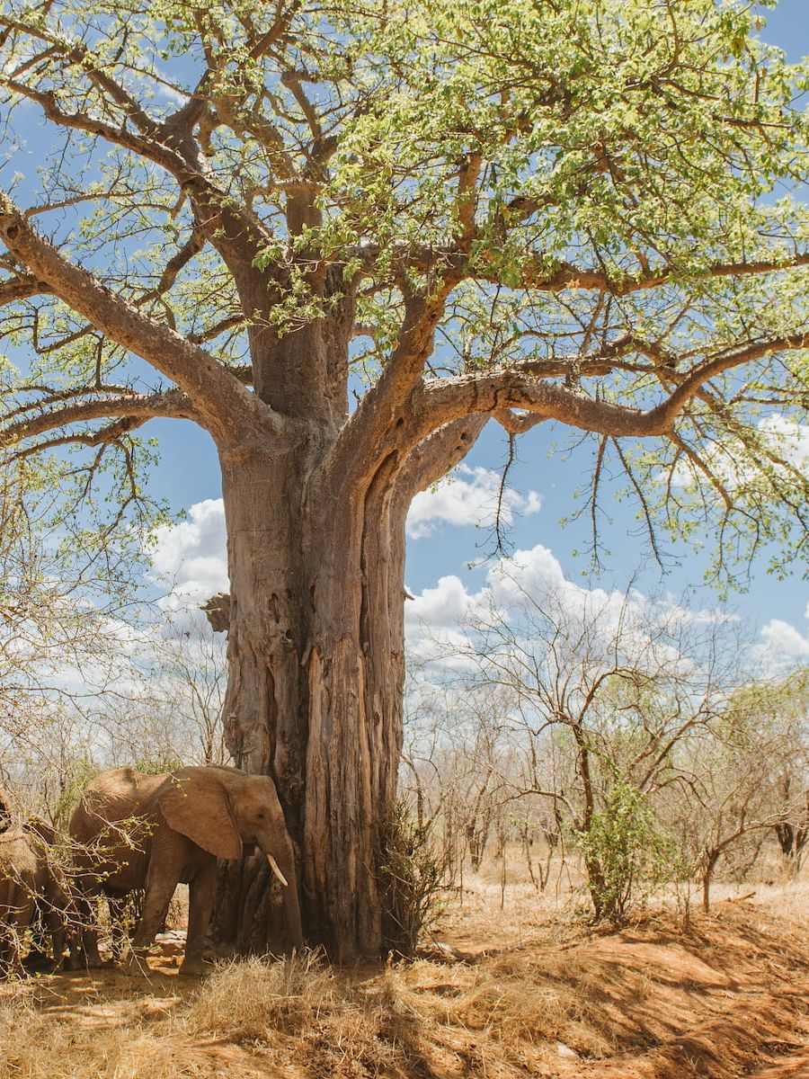 Ruaha River Lodge