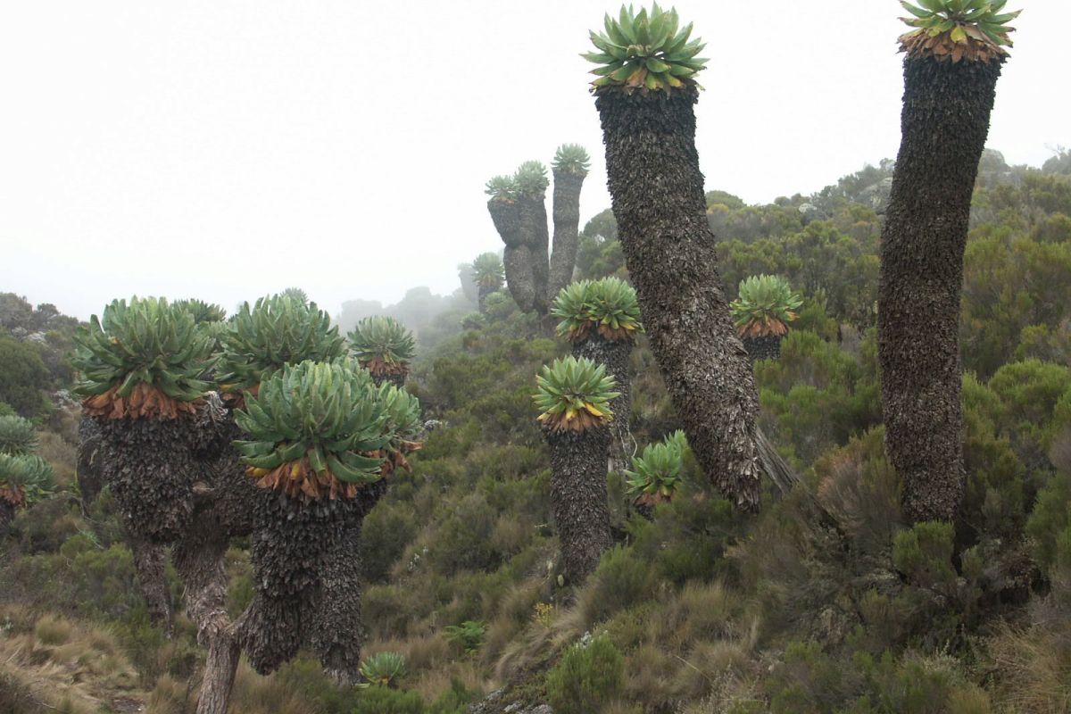 Turucal im Kilimanjaro-Nationalpark