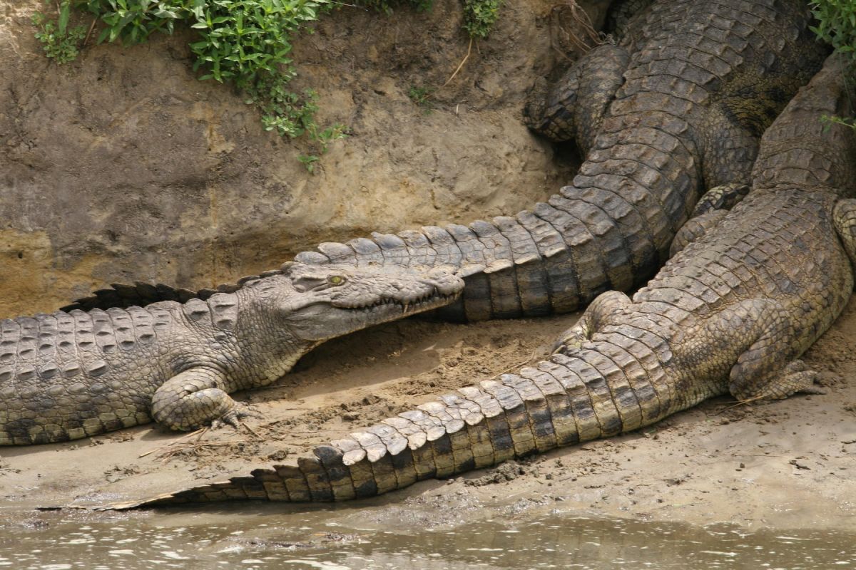 Krokodile, Elefanten, Giraffen und mehr