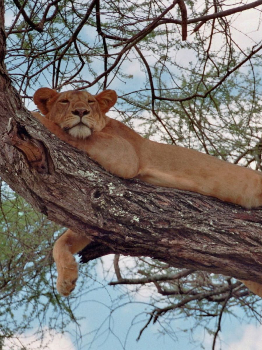 Löwe im Lake Manyara Nationalpark
