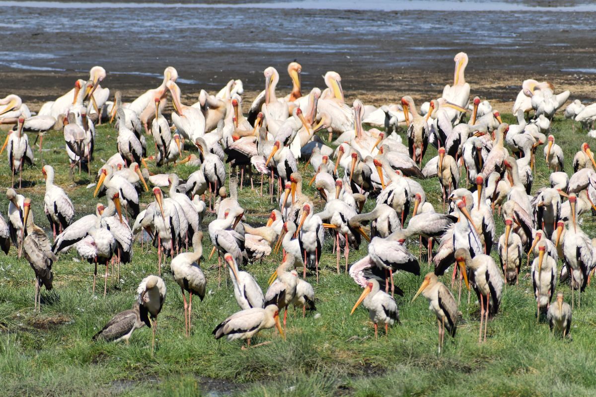 Saadani Nationalpark - Highlight für Vogelfreunde