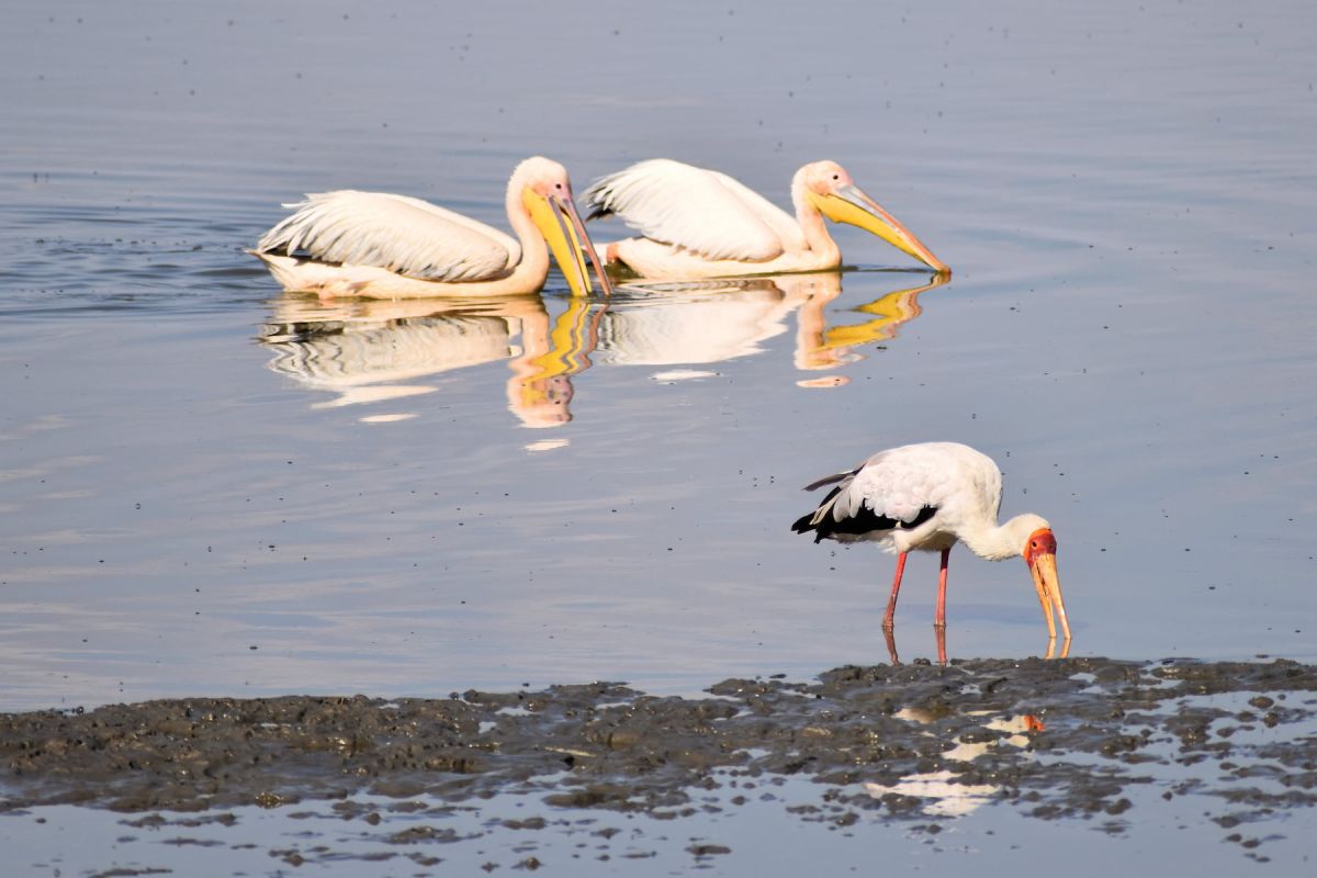 Lake Manyara Nationalpark