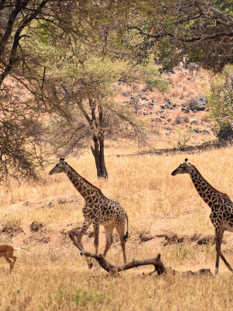 Giraffen im Tarangire Nationalpark