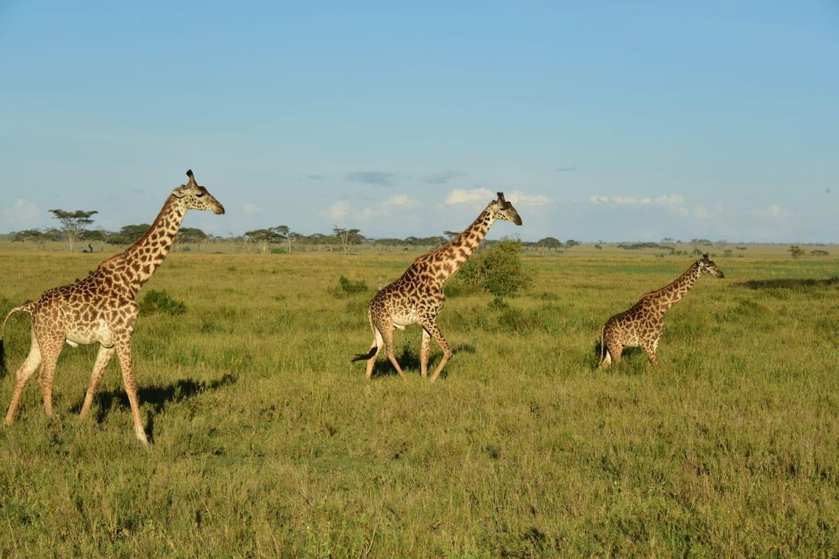 Giraffen - Safari in Tansania