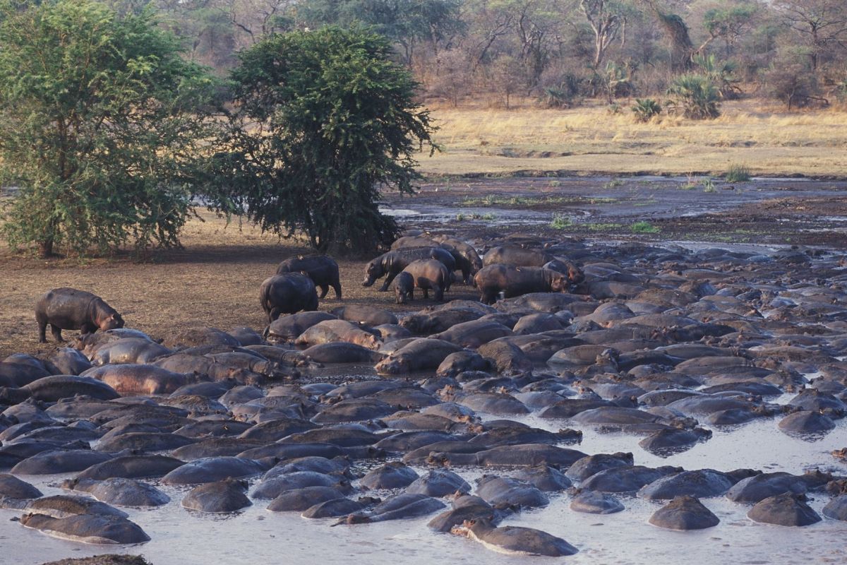 Chada Katavi Camp