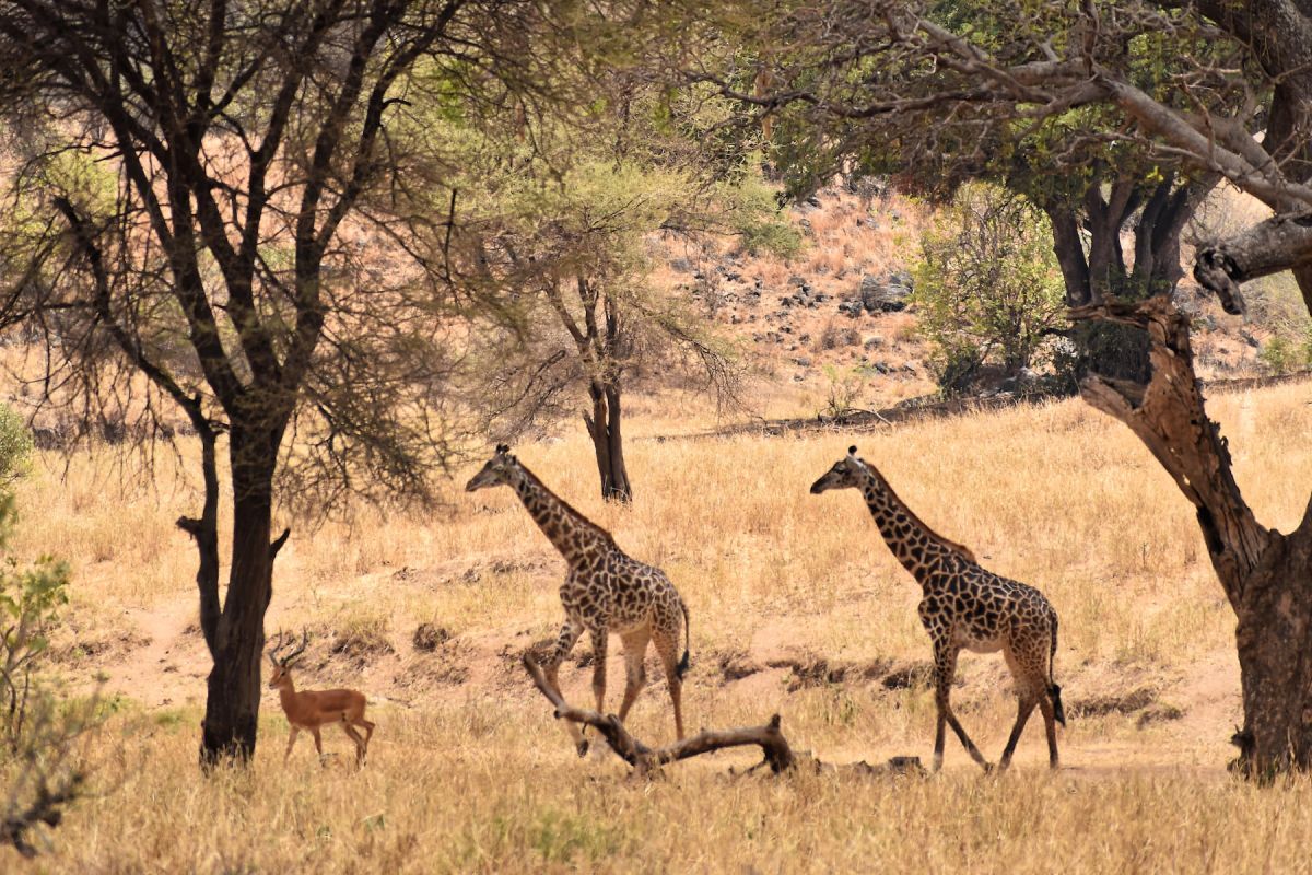 Giraffen im Tarangire Nationalpark