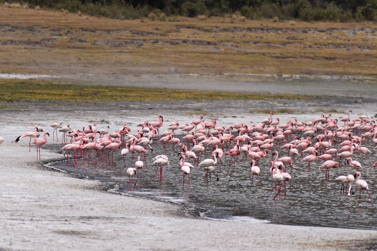 Flamingos am Lake Natron