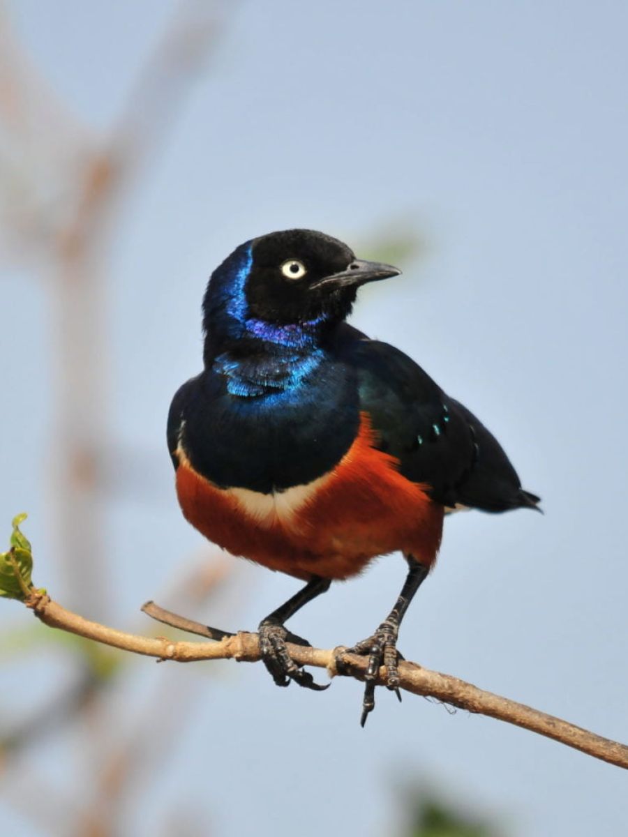 Vogelparadies Lake Manyara Nationalpark