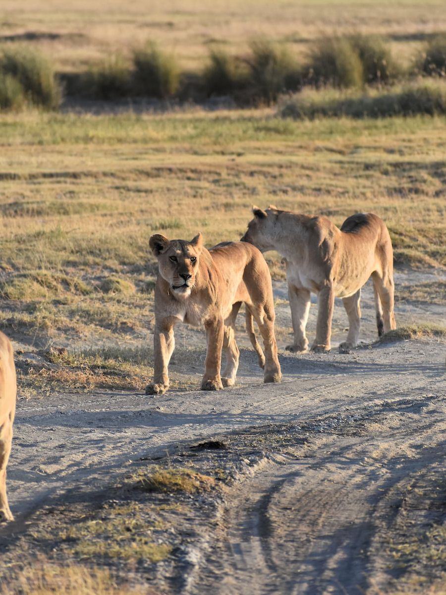 Umgebung der Serengeti Serena Safari Lodge