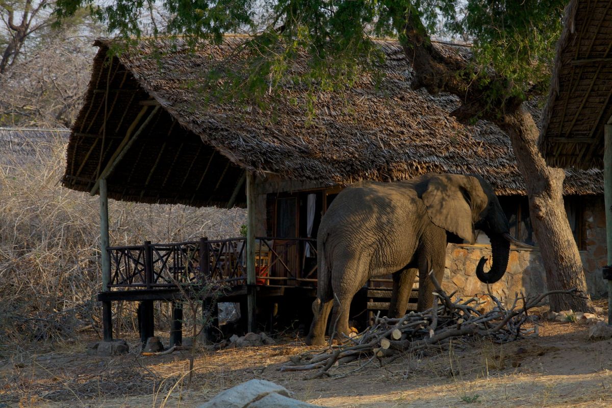 Elefanten bei der Ruaha River Lodge