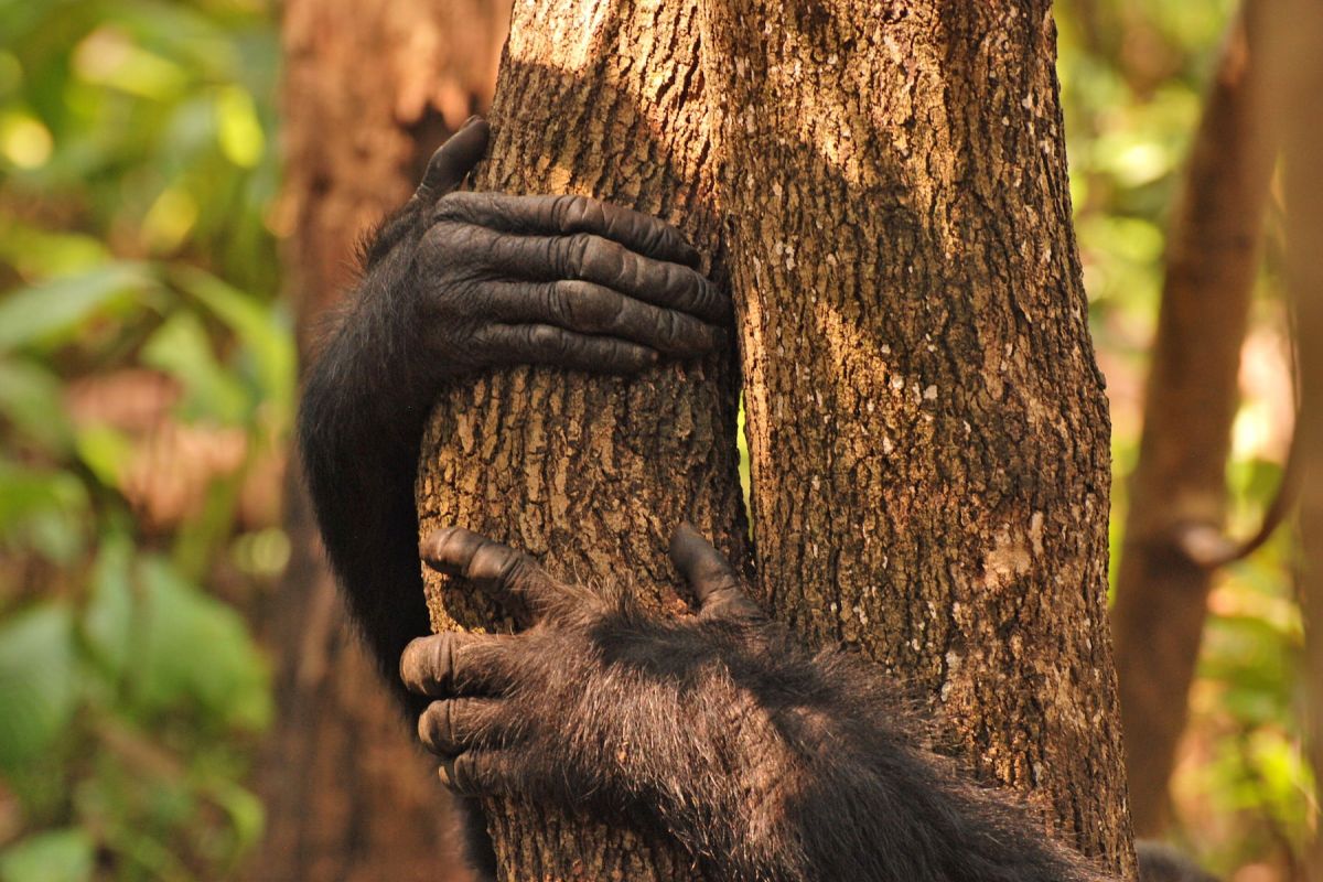 Lebensraum für Schimpansen