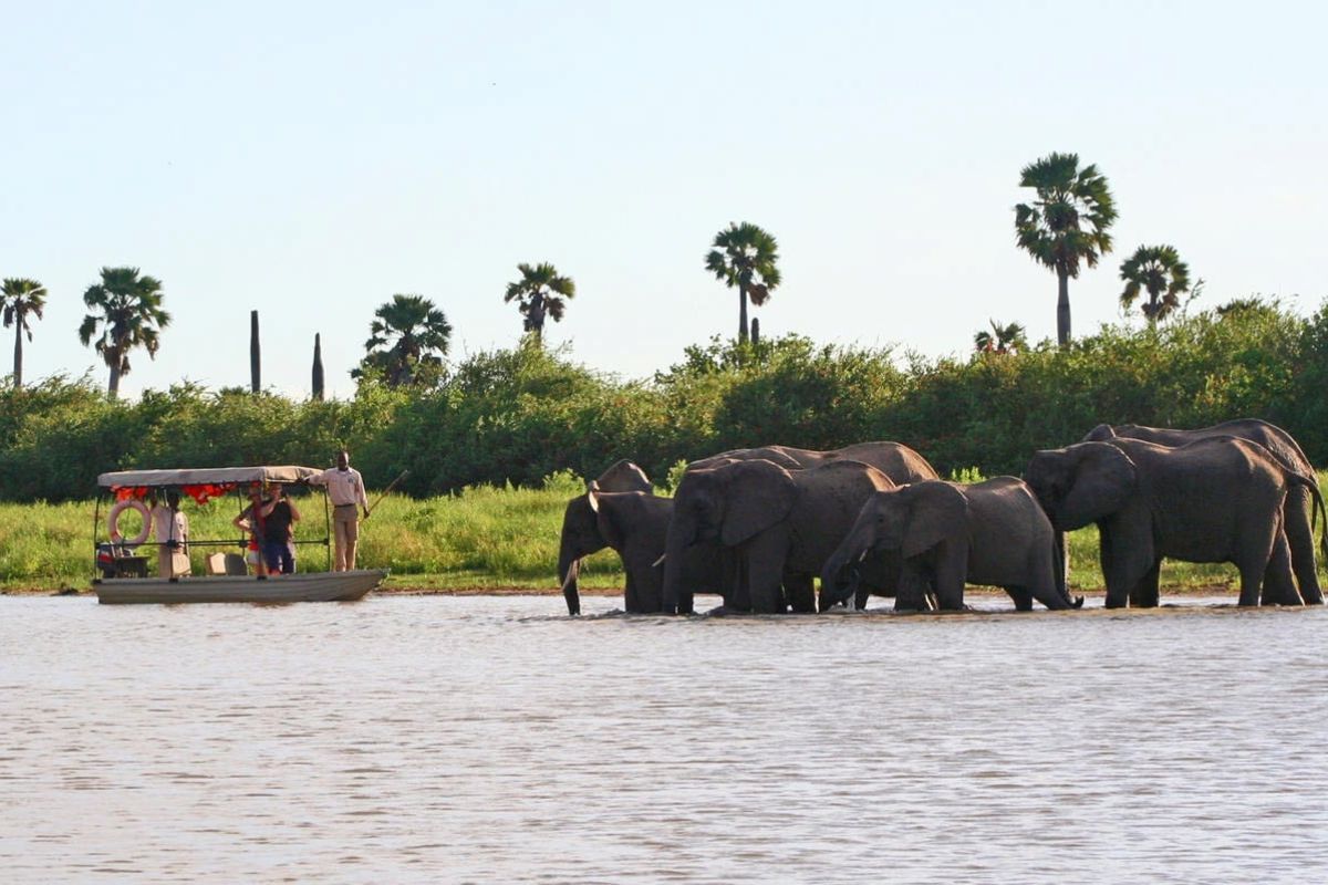 Elefanten im Fluss des Nyerere Nationalparks