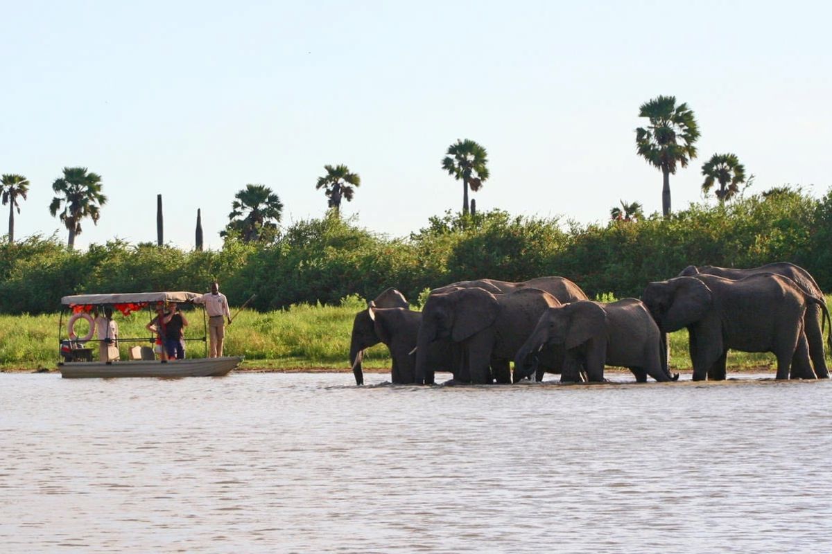 Elefanten im Fluss des Nyerere Nationalparks