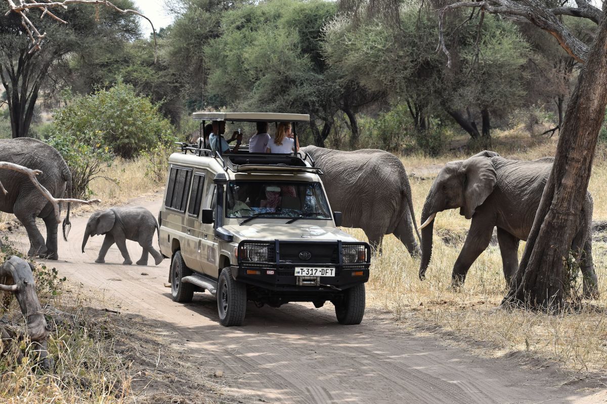Safari im Tarangire Nationalpark kreuzt Elefantenherde