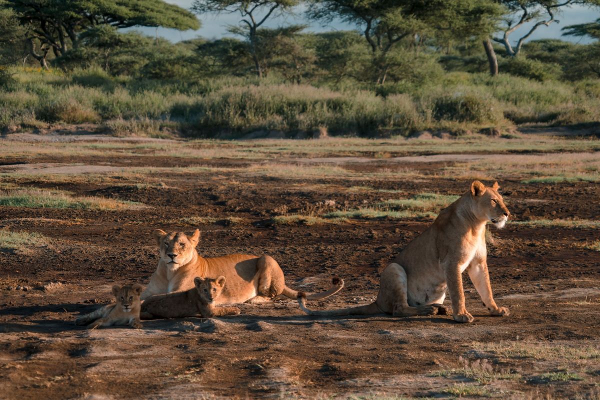 Ndutu Safari Lodge