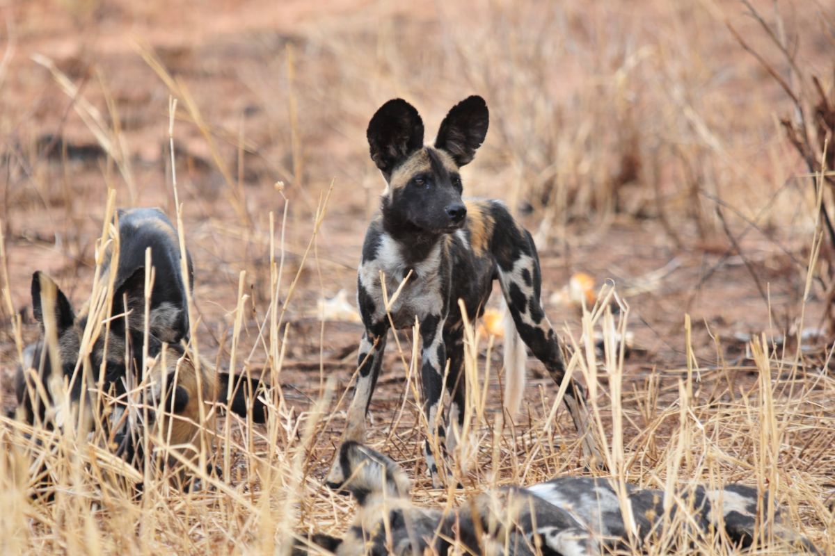 Afrikanische Wildhunde