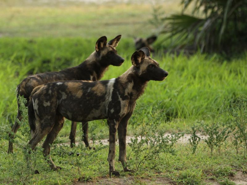Wildhunde im Nyerere Nationalpark in der Nähe des Ubuntu Migration Camp