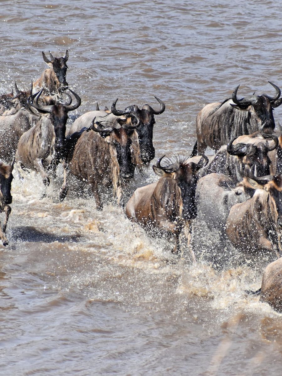 Gnus in der Serengeti Tansanias