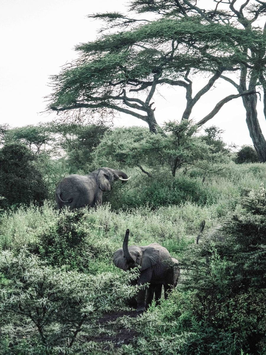 Ndutu Safari Lodge