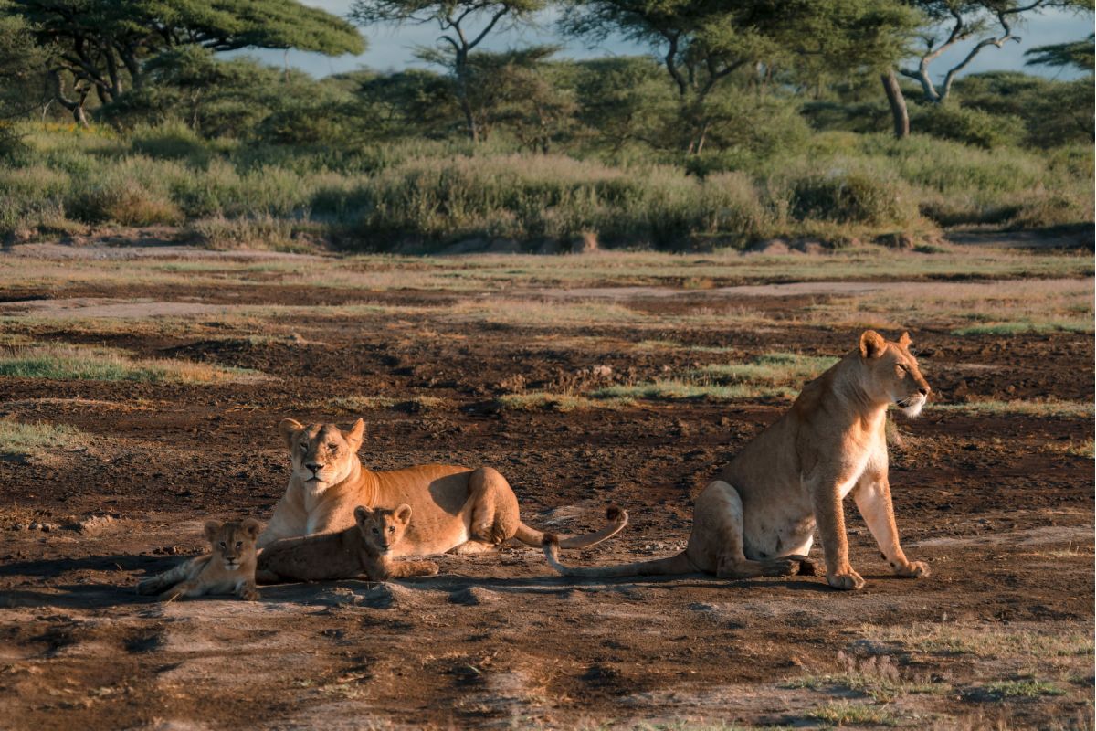 Ndutu Safari Lodge