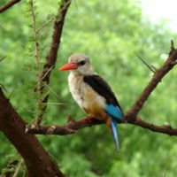 Vogel in Tansania - Twende Tanzania Safari