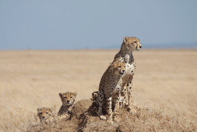 Geparden in Tansania – Twende Tanzania Safari