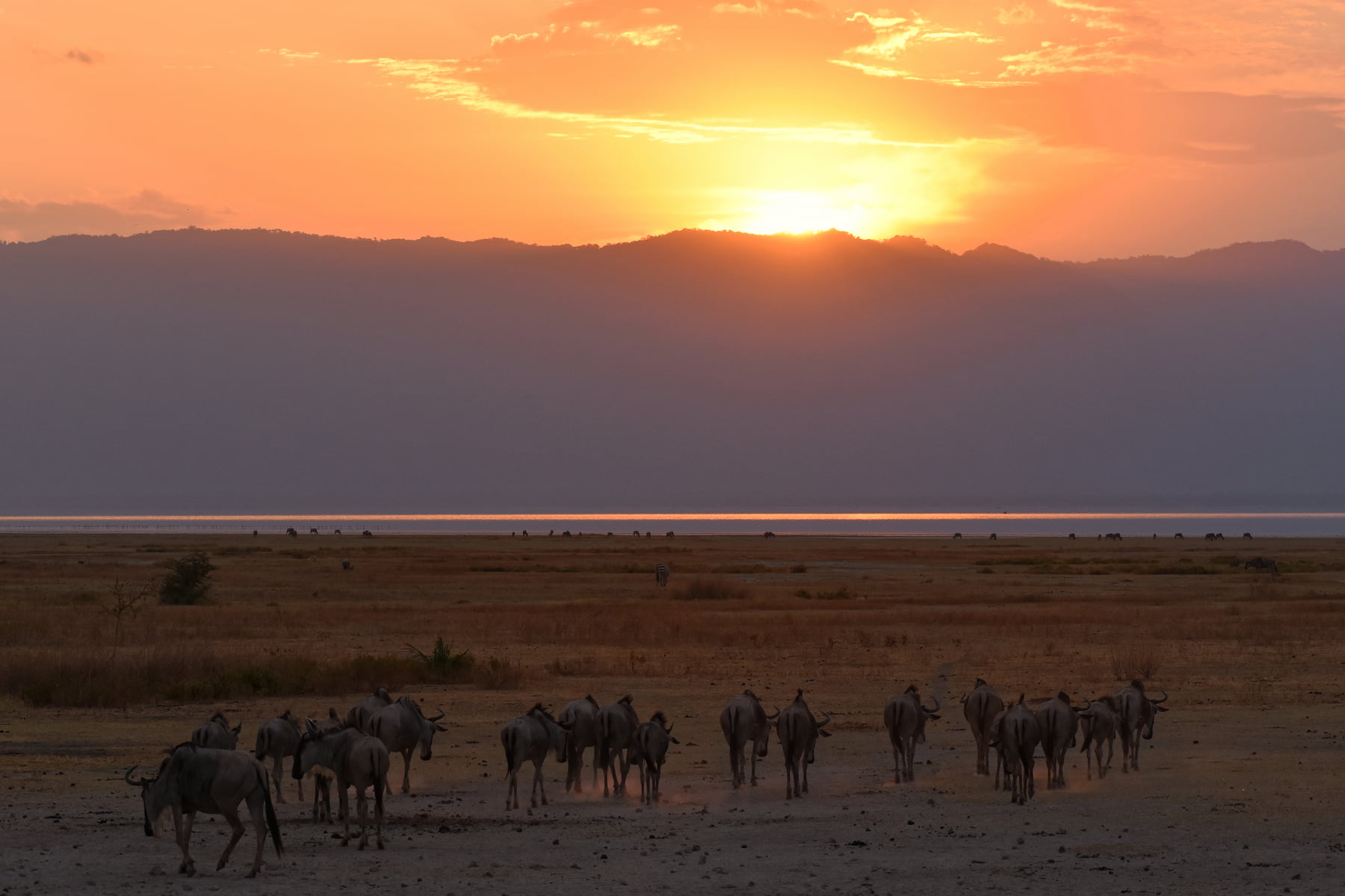 Sonnenuntergang am Lake Manyara mit Gnu-Herde im Vordergrund