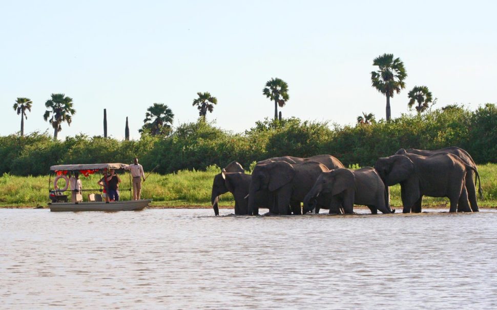 Experience elephants in the Selous Game Reserve up close