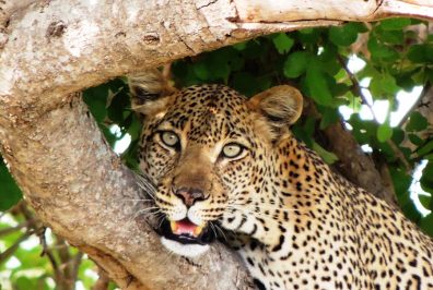 Entspannen auf einer Relax Safari in Tansania
