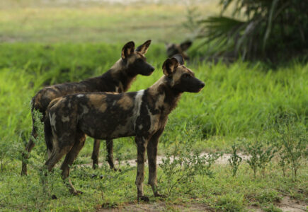 Afrikanische Wildhunde in Tansania